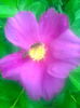 Trandafir de dulceata"Rosa Rugosa",27.09.2015