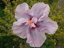 DSC00679