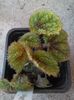 begonia masoniana iron cross 10.06.2015