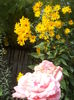 DSCN0498