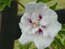 hibiscus China Chiffon