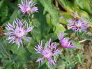 centaurea jacea