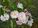 Perennial Blush