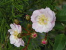 Perennial Blush