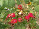 Splendens - macese