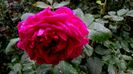 DSC05005