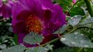 DSC05041
