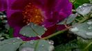 DSC05042