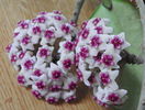 obovata