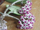 obovata