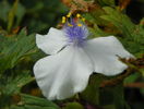 tradescantia Osprey