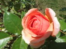 DSCF1918