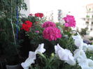 DSCF1931