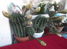 DSCF2237