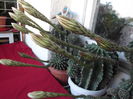 DSCF2239