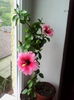 IMG_20150928_094247