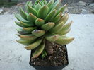 Echeveria agavoides  Lem.1863