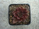 Echeveria  cv. Black Prince