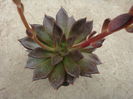 Echeveria  cv. Black Prince