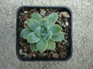 Echeveria elegans Rose 1905