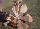 Echeveria gibbiflora DC.1828