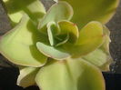 Echeveria pallida E.Walther 1938