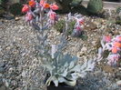 Echeveria runyonii cv. 'Topsy-Turvy'