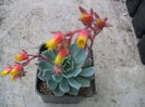 Echeveria secunda  Booth ex Lindl. 1838.