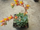Echeveria secunda Booth ex Lindl. 1838.