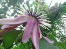 Passiflora victoria