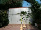 glory of angels (flori de 40 cm)