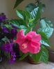 WP_20150927_025mod