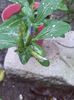 IMG_20150928_174416