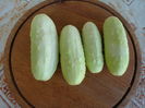 Cucumis sativus 'White Wonder'