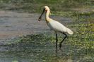 Byala-lopatarka--Platalea-leucorodia-5797