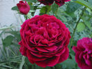 LD Braithwaite roses