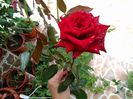 IMG_20150929_105425