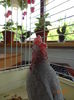 DSC08285