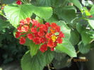 Lantana