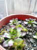 Sempervivum