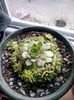 Sempervivum