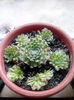 Sempervivum
