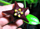 ciliata black a sosit