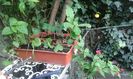 IMG-20150930-WA0036