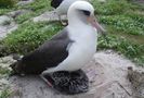 albatros_810d68437a