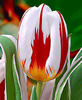 Tulip Happy Generation