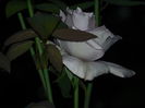 DSCN8953