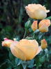 DSC00628