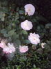 DSC06831