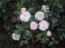 DSC06848